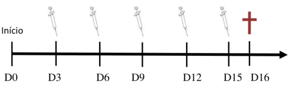 Figura 8: Esquema do modelo experimental in vivo utilizado no tumor sólido de Ehrlich    