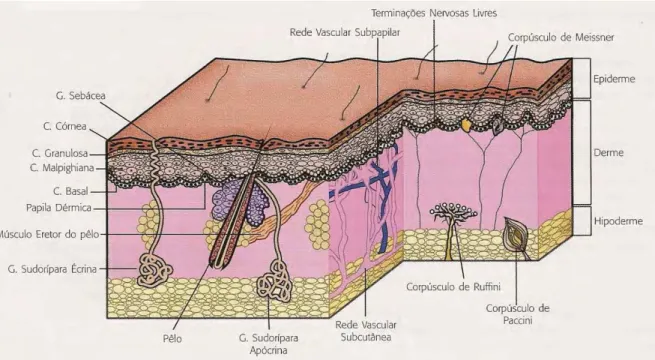 Figura 3 – Representação de estruturas das três camadas da pele: epiderme, derme                     e hipoderme