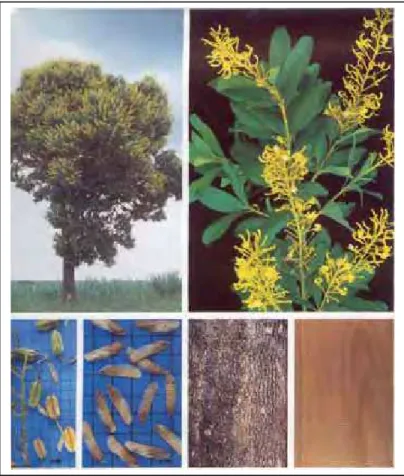 Figura 2: Vochysia tucanorum                                                                                                           Arvores Brasileiras, Lorenzi, 1992