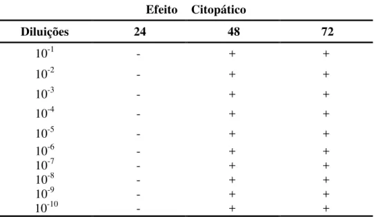 Tabela  2. Distribuição  das  diferentes  diluições  de  vírus  BoHV-5  e  do  solvente  acetato  de  etila  em  relação  ao  efeito  citopático  nos  períodos de incubação 24, 48 e 72 horas.