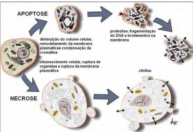 Figura 2: Regulação das vias intrínseca e extrínseca durante a apoptose. Figura modificada de  HAIL et al., 2006
