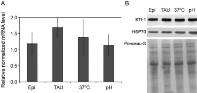 Fig. 3: stress-induced protein-1 (STI-1) in Trypanosoma cruzi (TcSTI-1)  levels in epimastigotes in late growth phase
