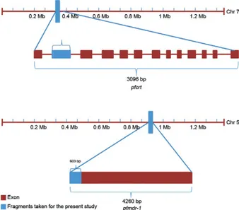 Fig.  2:  locations  of  Plasmodium  falciparum  chloroquine-resistance  transporter  (pfcrt)  and  P