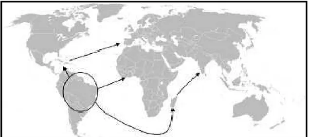 Figura 1. Ilustração demonstrando o centro de origem do abacaxi, assinalado com o  círculo,  e  diferentes  rotas  de  dispersão  da fruta  para  as  outras  regiões  do  mundo, demonstradas por meio das setas