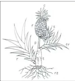 Figura  2.  Esquema  de  um  abacaxizeiro  mostrando  suas  diferentes  partes:  raiz  (rz);  caule ou talo (t); pedúnculo (p); rebentão (r); filhote-rebentão (fr); filhote (s);  fruto (f); coroa (c)
