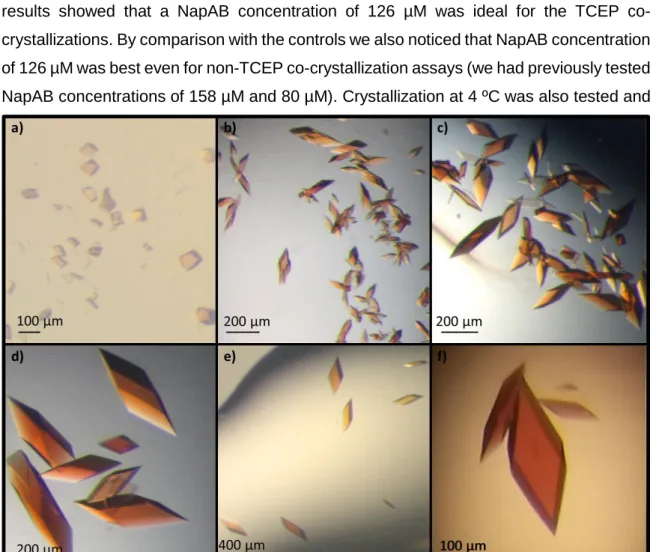 Figure 3.3: Results from crystallization optimization and co-crystallization with  DTT, TCEP and potassium nitrate