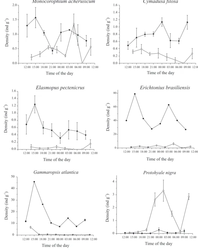 Fig. 2. Diel variation in mean densities (± SE) of dominant gammarids associated with Sargassum stenophyllum at two shores in Southeastern Brazil, Lamberto (closed symbols) and Perequê (open symbols).