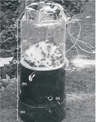 Fig. 1. Traps modified from F ERREIRA  (1978) to capture calliphorid flies (Diptera) in the Biological Reserve of Tinguá, RJ, Brazil