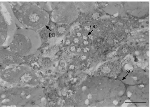Fig. 2. Developing gonads of Uca rapax (Smith, 1870) showing the oogonias (OO), primary oocytes (PO) and some follicular cells (FC).