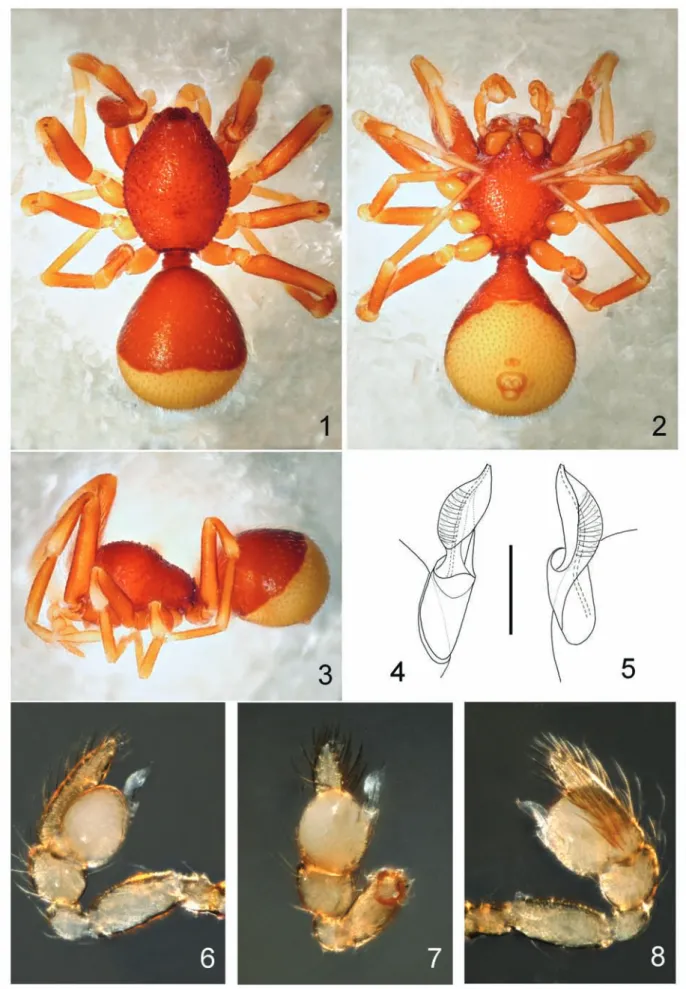 Figs 1-8. Fernandezina nica sp. nov. Holotype ♂ (MCN ARA 49746): 1, dorsal; 2, ventral; 3, lateral