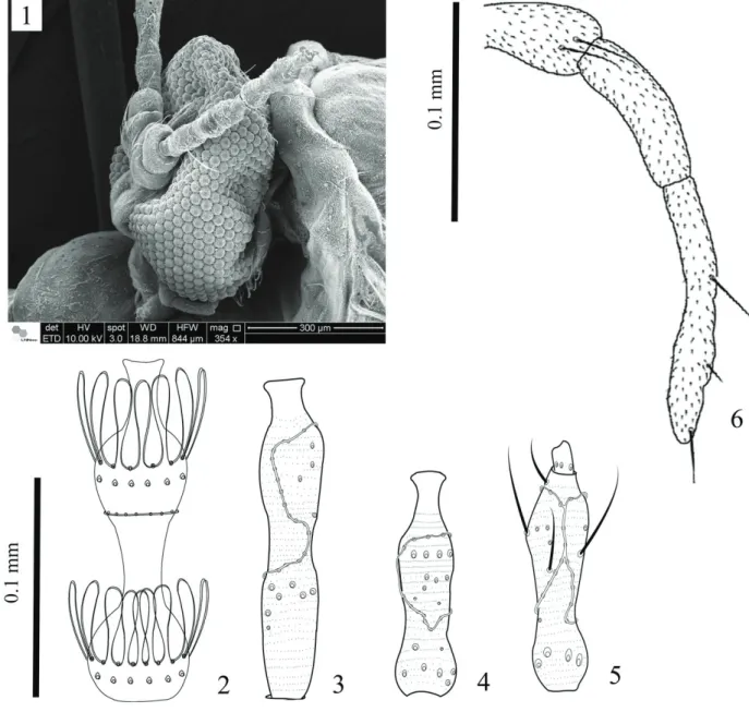 Figs 1-6. Lopesia eichhorniae sp. nov.: 1, female head, lateral; 2, holotype, male third binodal flagellomere; 3, female first and second flagellomere; 