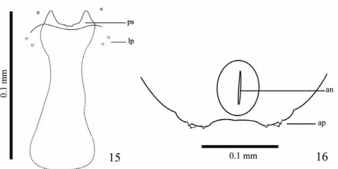 Fig. 17. General aspect of gall of Lopesia eichhorniae sp. nov. (arrows in galls). 