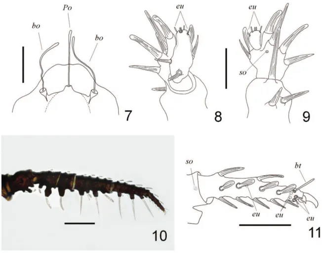 Figs 7-11. Andocaeculus caioi sp. nov., paratype ♀: 7, anterior portion of aspidosoma, dorsal view