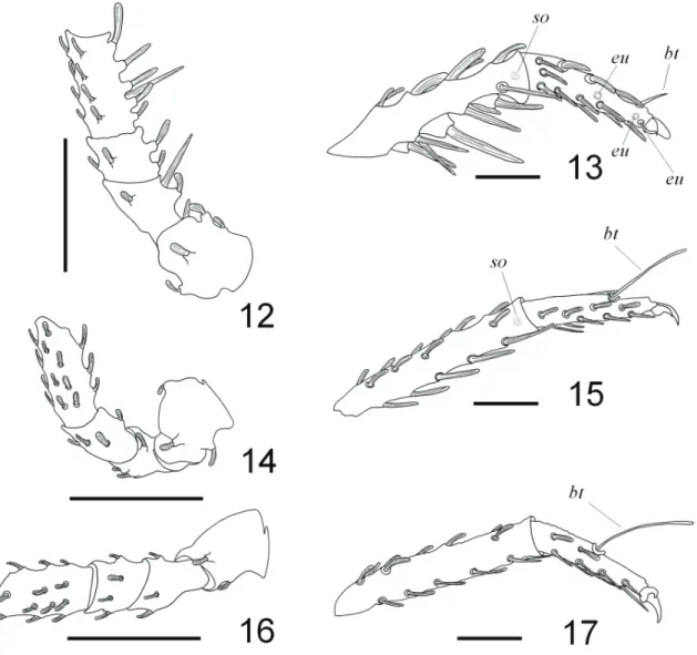 Figs 12-17 Andocaeculus caioi sp. nov., paratype ♀: 12, 14, 16, trochanter, basifemur, femur and genu, dorso-prolateral view; 13, 15, 17, metatarsus  and tarsus, prolateral view; 12, 13, leg II; 14, 15, leg III; 16, 17, leg IV (bt, tarsal botridium; so, so