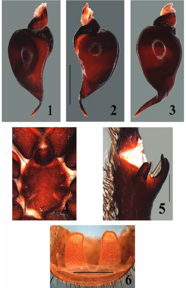 Figs 1-6. Tmesiphantes aridai sp. nov. 1-5, male holotype. 6, female paratype (IBSP 165019)
