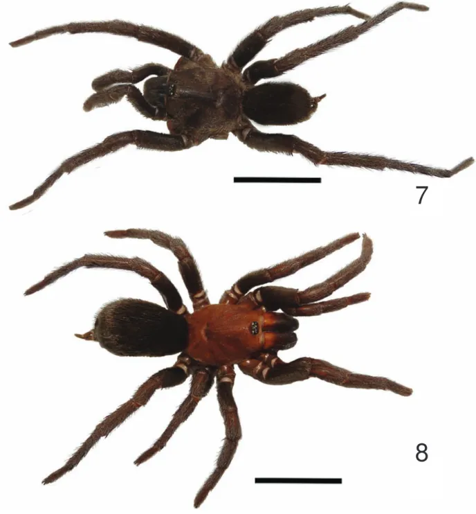Figs 7-8. Tmesiphantes aridai sp. nov., habitus, dorsal view: 7, male holotype; 8, female paratype (IBSP165019)