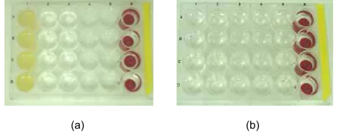 Figura 11 – Preparo dos corpos-de-prova em resina acrílica  para metalização. (a) Placa  de Petri de 24 poços (coluna 1 caldo BHI com biofilme; coluna 2 e 3 solução  PBS para dispersão das células não aderidas; coluna 4 lavagem após  tratamento com o óleo 