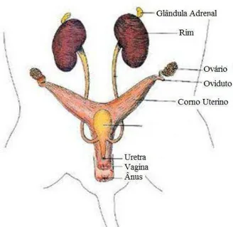 Figura 1: Ilustração da anatomia do útero das ratas (SOWASH, 2009). 