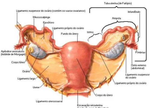Figura 2: Ilustração anatomia do útero humano (NETTER, 2000).