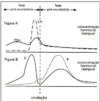 Figura 3: Diagrama do ciclo menstrual. 