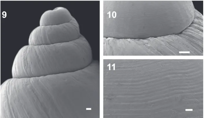 Figs 9-11. Bostryx reedi (Parodiz, 1947). 9, General view of the protoconch and 3 first whorls (scale bar: 200 µm); 10, 11, detail of sculpture of  protoconch (scale bar: 100 and 20 μm, respectively).