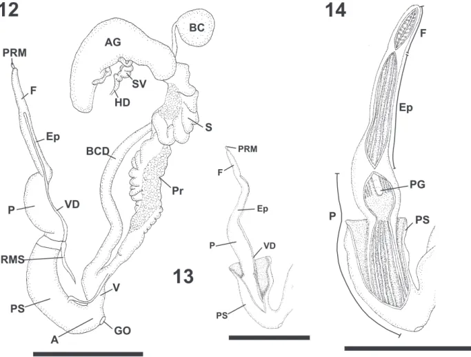 Figs 12-14. Bostryx reedi (Parodiz, 1947). 12,  View of dissected reproductive system; 13, phallic complex without penial sheat; 14, phallic complex  inner wall (scale bar: 5 mm) (A, atrium; AG, albumen gland; BC, bursa copulatrix; BCD, bursa copulatrix du