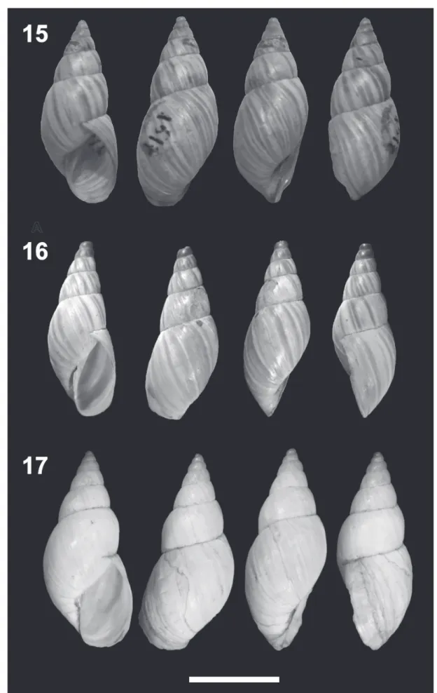 Figs 15-17. Bostryx pastorei (Holmberg, 1912). Shells in ventral, dorsal and lateral view: 15, lectotype (MACN 1517); 16, IFML 15573; 17, MACN  9917