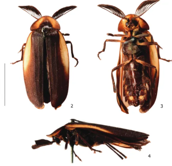 Figs 2-4. Cladodes illigeri (Kirby, 1818): 2, dorsal; 3, ventral; 4, lateral habitus. Scale bar: 10 mm.