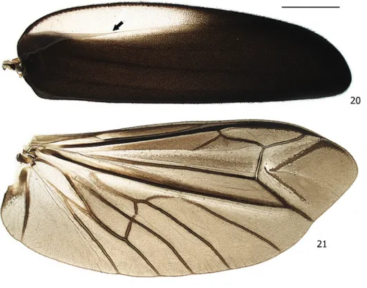 Figs 20-24. Cladodes illigeri (Kirby, 1818). 20, Elytra ventral view (arrow shows elytral ventral line); 21, wing