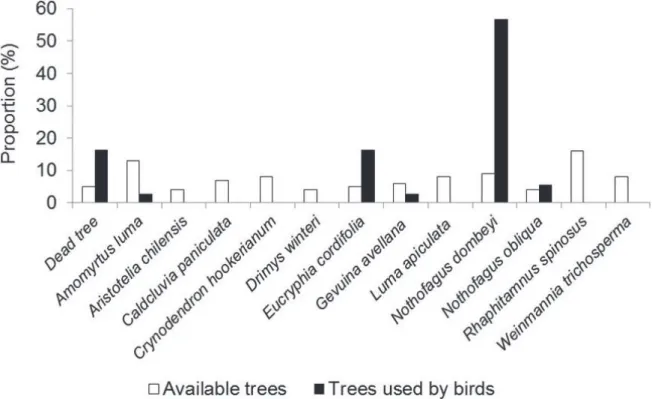 Fig. 2. Proportion of Pygarrhichas albogularis King, 1831 individuals using different tree and shrub species available in a secondary native forest  in southern Chile, during 2009–2010