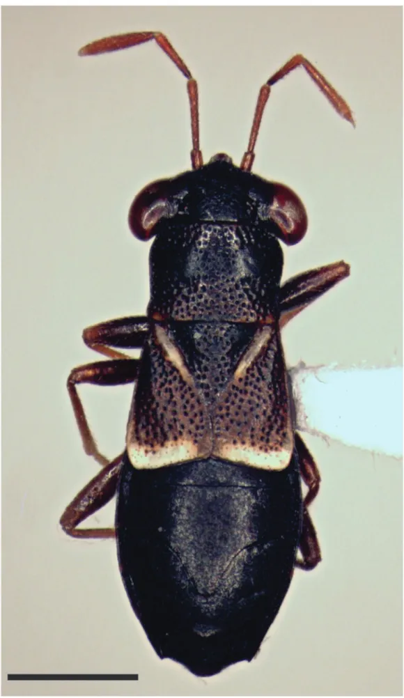 Fig 13. Stenogeocoris horvathi Montandon, female, dorsal view. Scale bars = 1 mm.