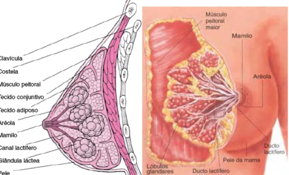 Figura 1- A mama feminina: visão lateral e visão frontal . 