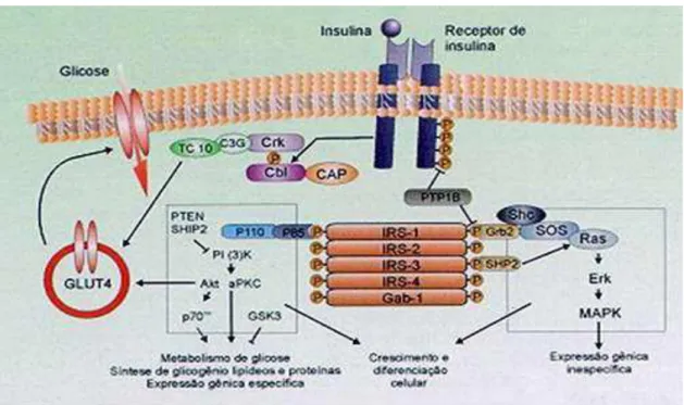 Figura 2- Resposta dos tecidos periféricos à ação da insulina após interação com seu receptor  (CARVALHEIRA; ZECCHIN; SAAD, 2002)
