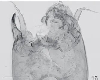Fig. 16. Apedilum griseistriatum comb. nov., subfossil head capsule. 