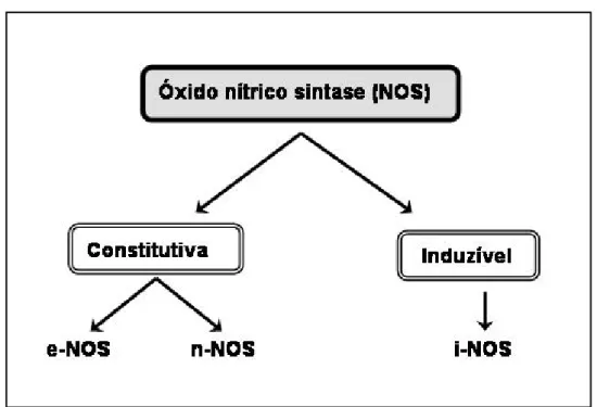 Figura 2: Isoformas da óxido nítrico sintase (NOS) (DUSSE et al., 2003). 