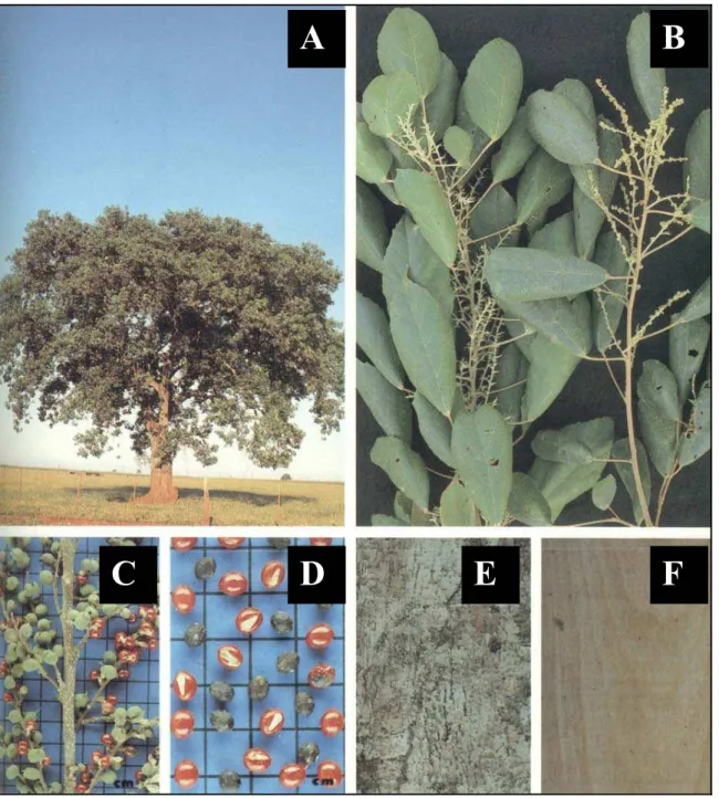 Figura 6: Alchornea glandulosa. (A) árvore, (B) folhas, (C) frutos, (D) sementes, (E) casca e (F) madeira (Lorenzi, 1992)