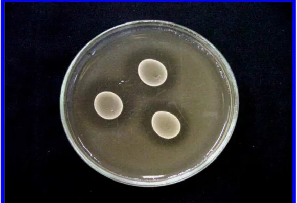 Figura 1 –  Ação das substâncias antimicrobianas de  Lactobacillus salivarius,  frente a  Enterococcus faecalis  como microrganismo indicador, em  meios BHI e MRS