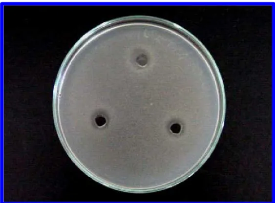 Figura 6 –  Ação das bacteriocinas de  Lactobacillus reuteri frente a  Listeria  monocytogenes como microrganismo indicador, em meio BHI