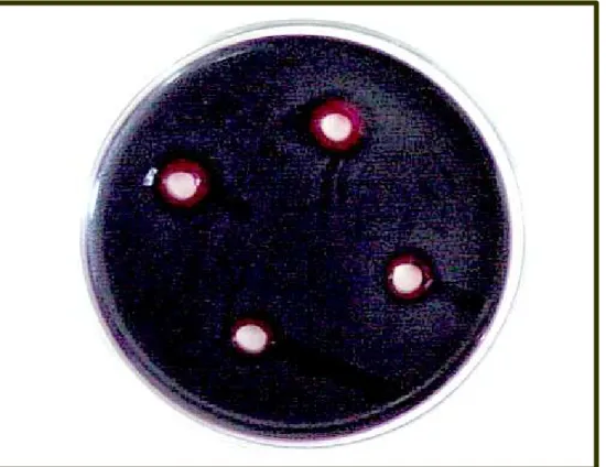 Figura 8  –  Ação das bacteriocinas de  Lactobacillus salivarius frente a  Salmonella  Enteritidis fagotipo 28 como microrganismo indicador, em  meio Hektoen