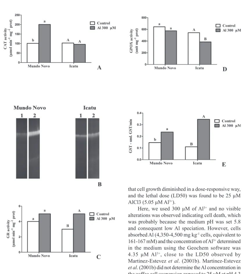 Figure 4. Speci ﬁ  c activity of (A) catalase (CAT). Activity staining  for (B) superoxide dismutase (SOD) following native PAGE of  extracts of cultured coffee cells; lane 1, bovine SOD standard; 