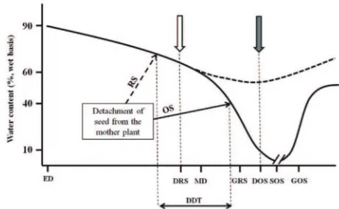 Figure  1.  Schematic  representation  of  the  water  content  during  maturation,  dispersion  (identified  by  the  arrows),  and  germination  of  orthodox  and  recalcitrant  seeds