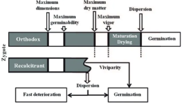 Figure  2.  Schematic  representation  of  the  relationship  of  seed maturation between orthodox and recalcitrant seeds