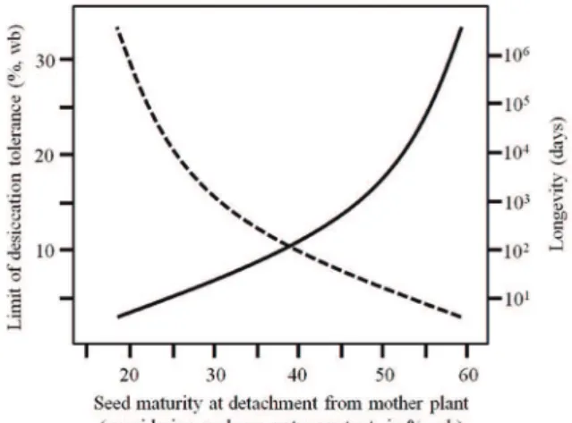 Figure 3. Schematic representation of the relationship among seed  maturity, expected desiccation tolerance (solid line, Y = e 0.06x ) and  expected longevity (dotted line, Y = [(6.0 × 10 16 ) x -9 ])