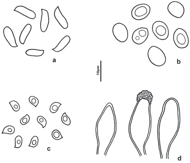 Figure  1. A.  Basidiospores  of  Antrodia malicola .  B.  Basidiospores  of  Coltricia   aff