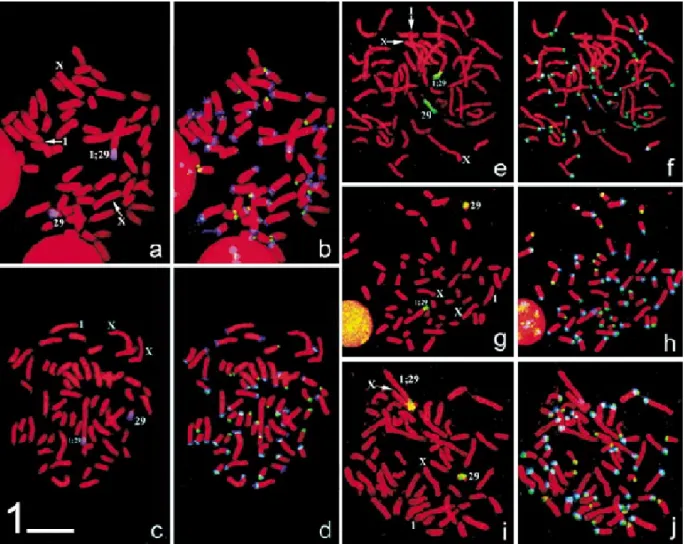 Figure 1.  (a, c, e, g, i) Metaphase  chromosome preparations (chromosomal  DNA stained with DAPI, presented in red pseudocolour) showing  chromosome paints from sheep chromosome 21 (homologous to cattle chromosome 29, blue^purple in parts a, c