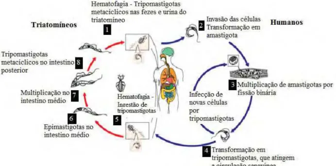 Figura 1. Ciclo biológico de T. cruzi no homem (http://www.dpd.cdc.gov/dpdx, modificado  por FERRAZ, 2005)