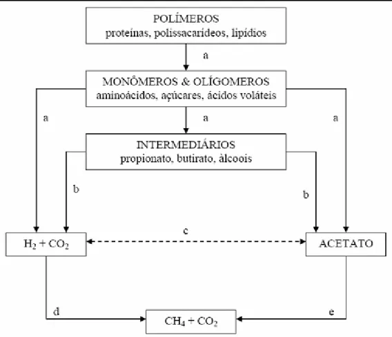 Figura 4 Esquema básico das etapas da digestão anaeróbia (a- bactérias hidrolíticas e fermentativas; b-  bactérias acetogênicas; c- bactérias homoacetogênicas, d- arquéias metanogênicas hidrogenotróficas; e- 