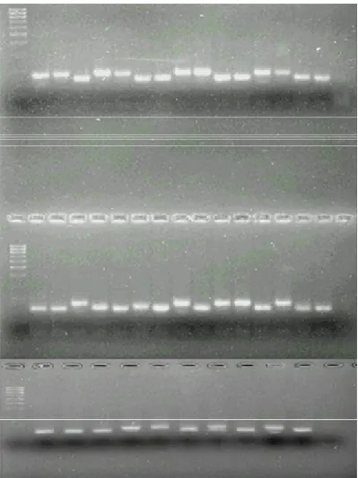 Figura 1. Amostras dos fragmentos produzidos nas reações de amplificação dos 40 genótipos de soja utilizando o iniciador Satt308.