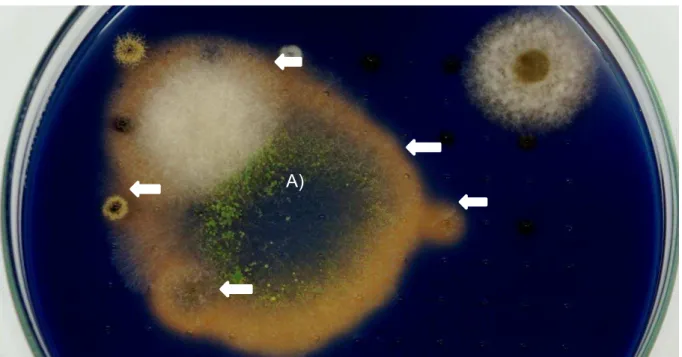 Figura 4 - Placa demonstrando mediante halo incolor a tolerância e biodegradação  do tolueno pelos fungos testados