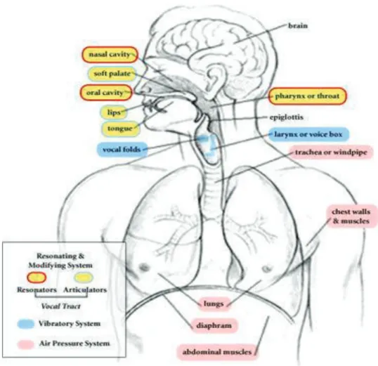 Figura 1 – Aparelho fonador: trato vocal e vias aéreas (traqueia, brônquios e pulmões)